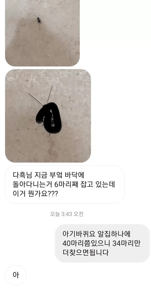 첨보는 벌레